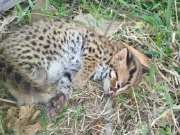 Bentang hutan yang merupakan tempat hidup kucing kalimantan di kalimantan tengah. Endangered Species Archives Page 3 Of 13 Kalimantan Berita