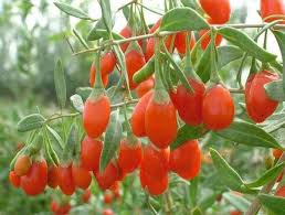 Goji Berry Faydalari Neler Zayiflatir Mi Dogadan Dermanlar Berry Frutas