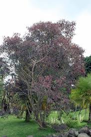 Image result for Euphorbia cotinifolia
