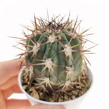 Image result for Canthium glaucum