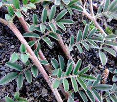 Image result for Indigofera hendecaphylla