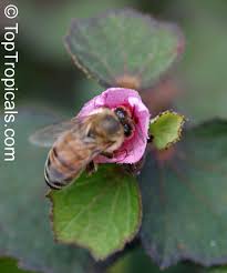 Image result for Urena