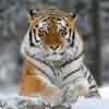 Animales de poder animales asombrosos animales exóticos animales majestuosos animales hermosos animales chistosos animales adorables tigres tete de tigre. 3