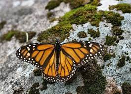 Chilango Lo Que Debes Saber Para Visitar Los Santuarios De La Mariposa Monarca En Michoacan