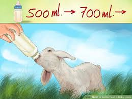 How To Bottle Feed A Baby Lamb 13 Steps With Pictures