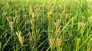 Image result for Eleusine africana