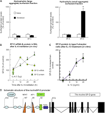 If you need more control over the jpeg compression quality please use thumbnails to activate the manual mode. Protective Role Of The Lung Collectins Surfactant Protein A And Surfactant Protein D In Airway Inflammation Journal Of Allergy And Clinical Immunology