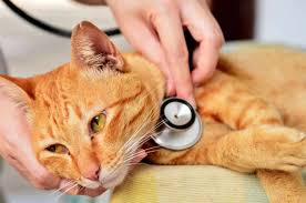 What are these cats thinking? How To Check Your Cat For A Fever Without A Thermometer 5 Easy Signs