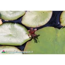 Image result for Brasenia