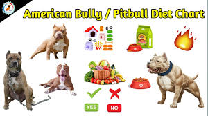 American Bully Pitbull Diet Chart Dog Diet Food At Mix