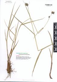 Image result for Fuirena pubescens