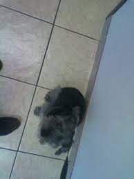 General practitioner pay this provider apply now apply now. Warm Hearts Pet Hospital 314 Recommendations Henderson Nv