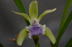 Image result for Coelachne