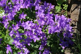 Bellflowers are among the most popular of perennials. Plantfiles Pictures Campanula Adria Bellflower Dalmation Bellflower Wall Bellflower Resholdt S Variety Campanula Portenschlagiana By Aphthona