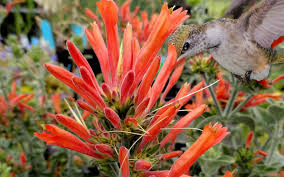 Image result for Dicliptera pumila