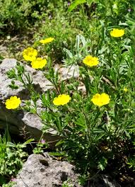 Image result for Potentilla recta