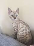 Snow Bengal Cat Infos, History and Appearance - Bengalcats.co