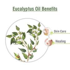 Each blend is unique to its featured ingredient, making it the perfect custom carrier for each of our oils' specific properties. Eucalyptus Oil Pure Essential Oil That Kills Virus Cold Shoprythm
