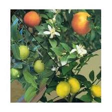 Dwarf Orange Lime And Lemon Trees Grafted Together Can You Imagine The Smell Of This Tree Blooming In Your Citrus Trees Fruit Cocktail Tree Grafting Plants