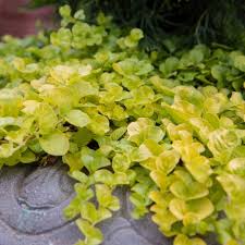 Image result for Lysimachia