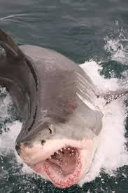 Pin By Upscale Dog Toys On Aquaticos Shark Week Shark Ocean Creatures