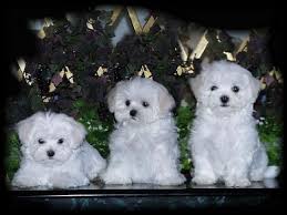 Maybe you would like to learn more about one of these? Maltese Puppies For Sale From Akc Maltese Puppy Breeder Cute Puppies Teacup Puppies Maltese Puppy Images