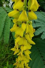 Image result for Crotalaria trichotoma