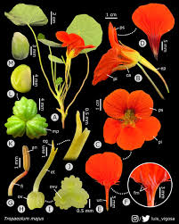 Image result for Tropaeolaceae