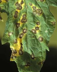 White dots on tomato leaves. Septoria A Leaf Spot Fungus You Ve Met Before Organic Treatment More