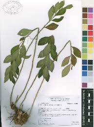 Image result for Clutia monticola