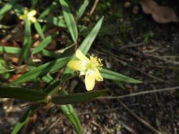 Image result for Talinum crispatulum