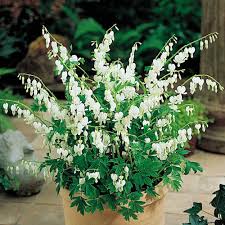 Maybe you would like to learn more about one of these? Old Fashioned Bleeding Hearts White Michigan Bulb