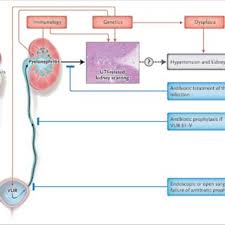 Pathophysiology Of Acute Pyelonephritis Download