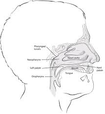 The palate is divided into two parts: What Is Nasopharyngeal Cancer