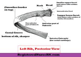 Typical ribs have a normalized by understanding rib anatomy, you can be sure to quickly and safely recover in the unfortunate event. Ribs Anatomy True Ribs False Ribs Floating Ribs Typical And Atypical Ribs