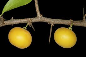 Image result for Dovyalis afra