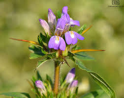 Image result for Hygrophila schulli