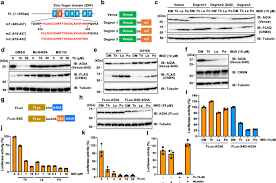 Looking for the definition of imid? An Imid Induced Sall4 Degron System For Selective Degradation Of Target Proteins Communications Biology