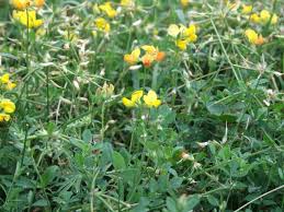 Image result for Lotus corniculatus