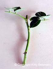 Image result for cuttings of roses