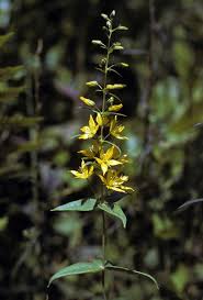 Image result for Lysimachia brevipes