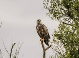 Geniet mee met het liefdesleven van vogels in de lente. Medemblik Actueel Zeearend In De Koopmanspolder Gespot