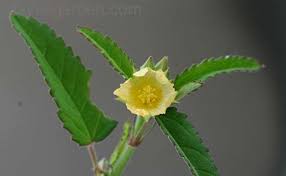 Image result for Sida chrysantha