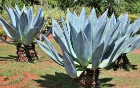 Image result for Agave americana