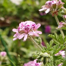 Image result for Pelargonium graveolens