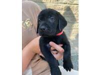 At ridgeway labradors we have been breeding high quality labradors since 1998, we specialise in breeding dogs that are from great stock, raised in a family environment at our home in devon. Yhum44f 75wfnm