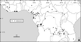 Rsia grand family's headquarters is in melbourne, victoria. A Revision Of Xylopia L Annonaceae The Species Of Tropical Africa