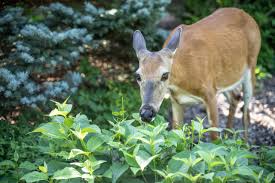 Using a deer repellent can be very successful when used correctly. How To Make Natural Deer Repellent Countryside