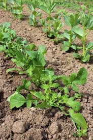 Roquette Semer Cultiver Et Recolter Au Potager Potager Cultiver Son Jardin Cultiver