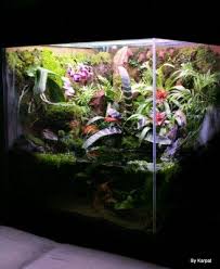 My Paludarium Imagenes De Plantas Plantas Carnivoras Ideas De Jardineria